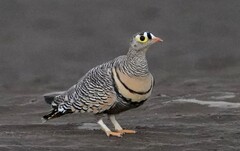 Lichtenstein's Sandgrouse photo 3
