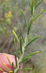 Athanasia filiformis