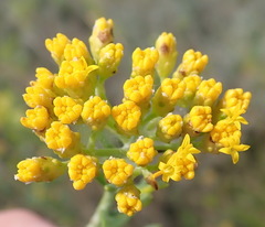 Athanasia filiformis