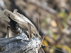 Hesperoperla pacifica