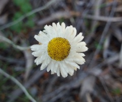 Chrysocephalum baxteri