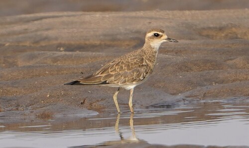 Caspian Plover