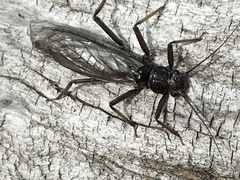 Hesperoperla pacifica