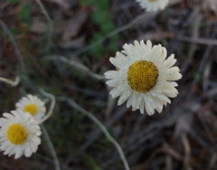 Chrysocephalum baxteri
