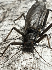 Hesperoperla pacifica