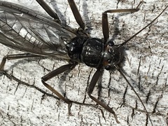 Hesperoperla pacifica