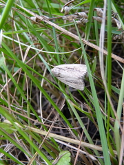 Hypocoena stigmatica