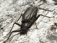 Hesperoperla pacifica