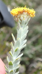 Athanasia pachycephala