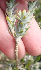 Athanasia pachycephala