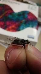 Popplepsalta notialis