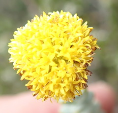 Athanasia pachycephala