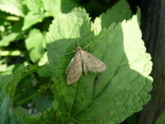 Paratalanta pandalis