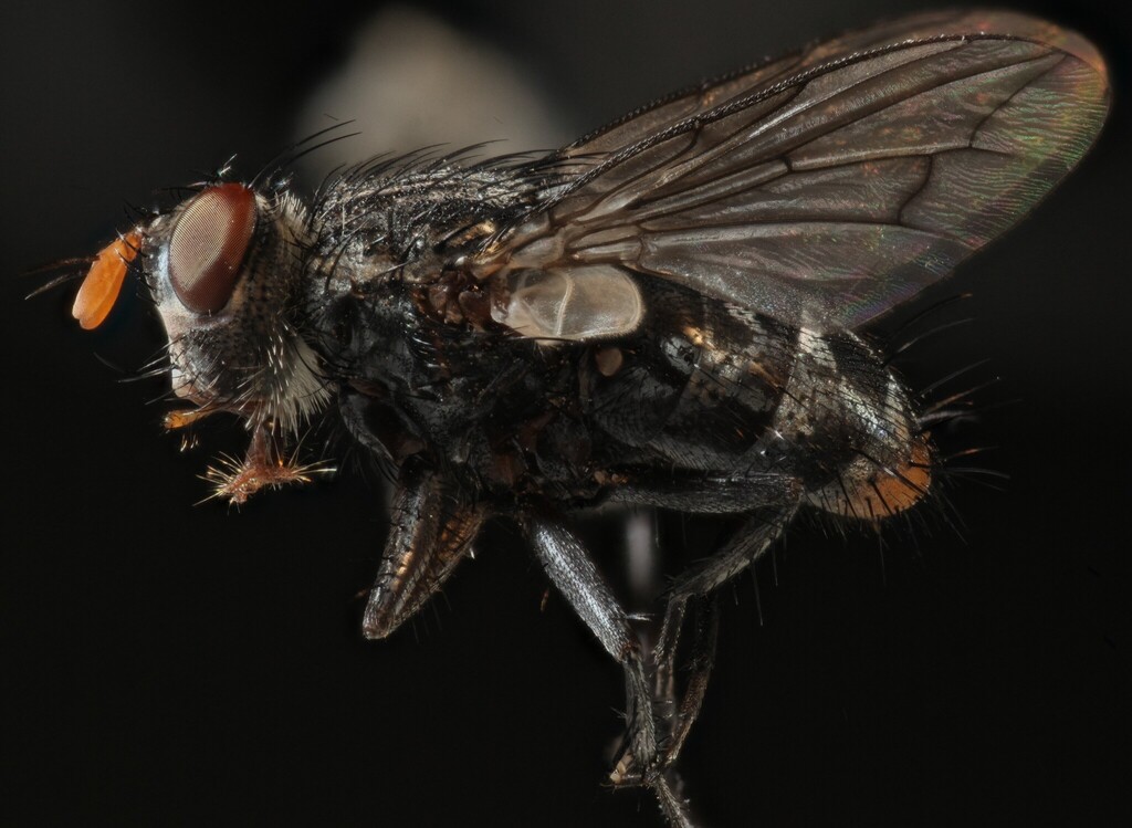 Dichocera
