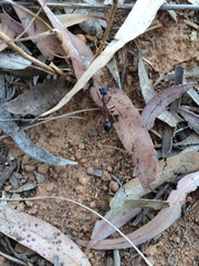 Myrmecia nigriceps