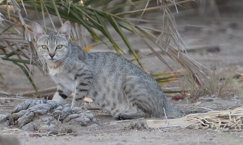 African Wildcat