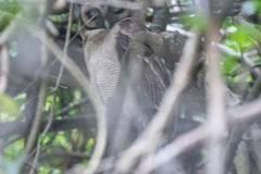 Strix leptogrammica