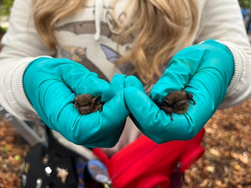 Soprano Pipistrelle (Pipistrellus pygmaeus)