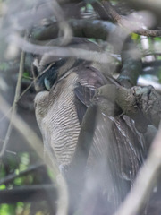 Strix leptogrammica