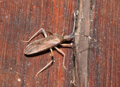 Dicranocephalus