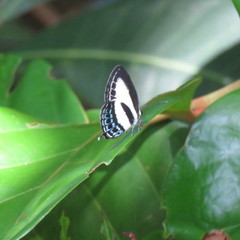 Nacaduba cyanea