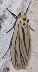 Tigrioides leucanioides