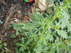 Liriomyza chenopodii