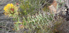 Berkheya cruciata