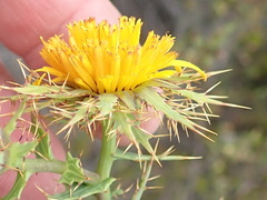 Berkheya cruciata