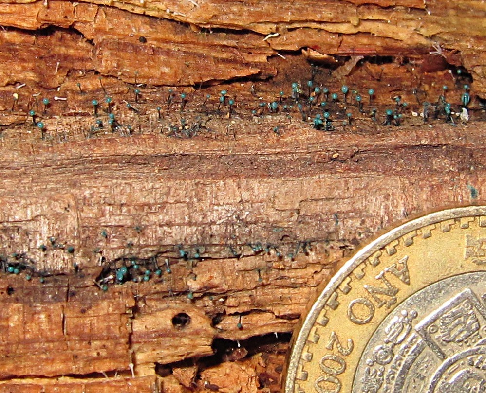 Dendrostilbella smaragdina image