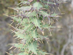 Berkheya cruciata