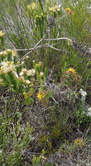 Berkheya cruciata