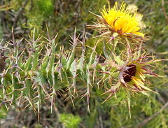Berkheya cruciata