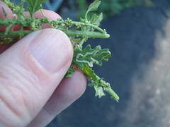 Liriomyza chenopodii