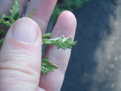 Liriomyza chenopodii