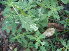 Liriomyza chenopodii