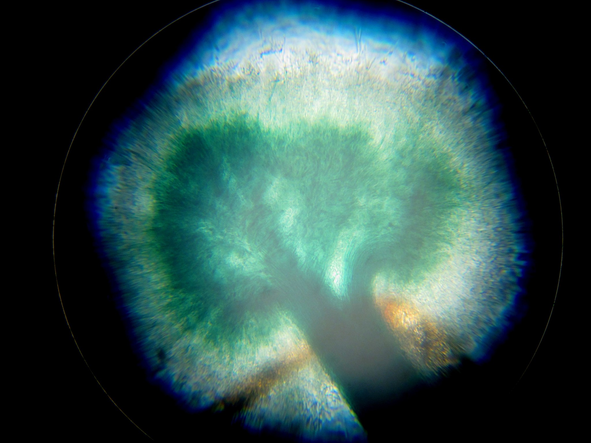 Dendrostilbella image