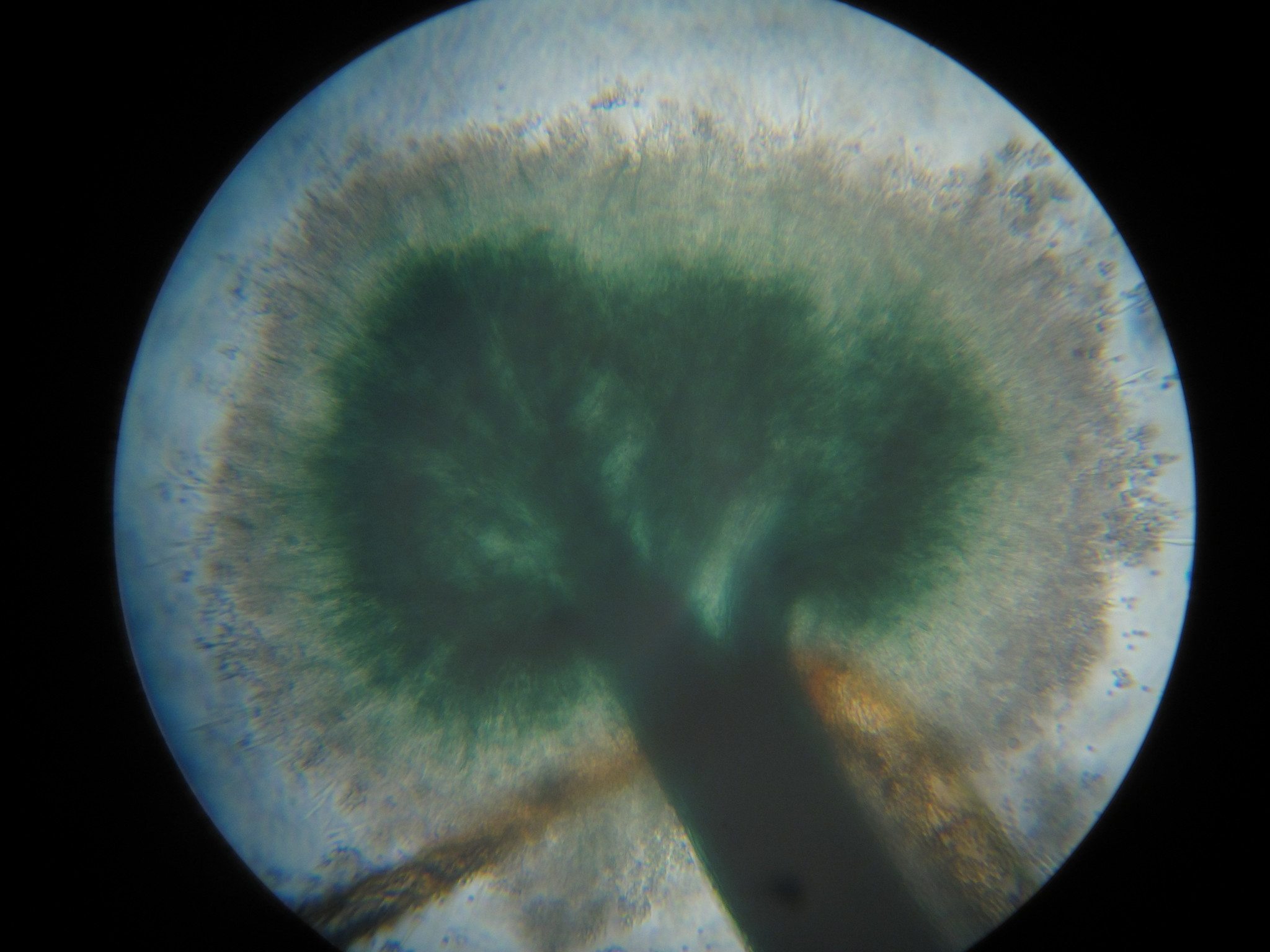 Dendrostilbella smaragdina image