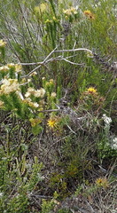 Berkheya cruciata