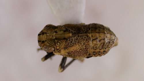Aphelonema, 2025-05-19