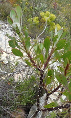 Osteospermum junceum