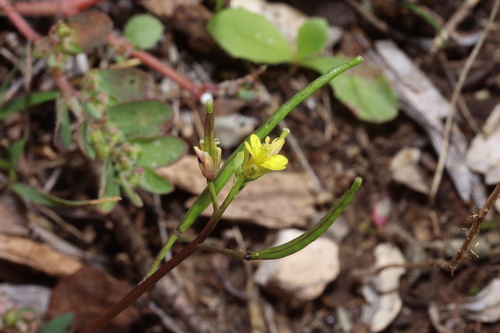 Diplotaxis viminea, 2025-09-30