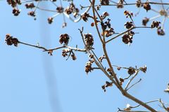 Amphipterygium glaucum