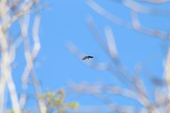 Buteogallus