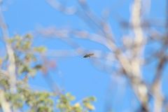 Buteogallus