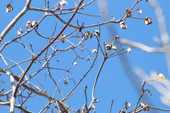 Amphipterygium glaucum