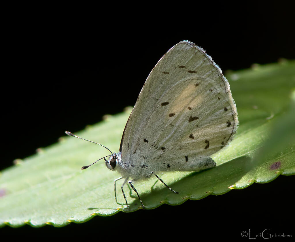 Udara tyotaroi