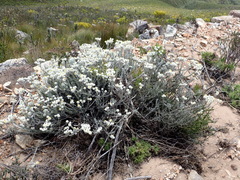 Achyranthemum paniculatum