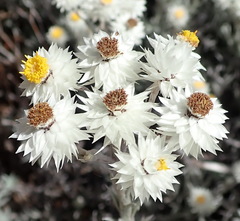 Achyranthemum paniculatum