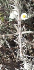 Achyranthemum paniculatum